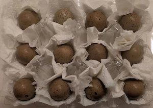 Bruteier chinesische Zwergwachteln   verschiedene Farben   eigene Zucht