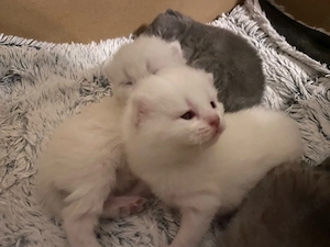 BKH Kitten reinrassig silver  weiss  Blue tabby 