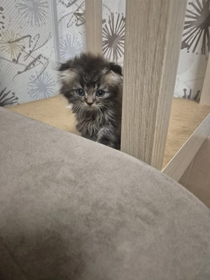 Süße Katzenbabys suchen ein neues Zuhause