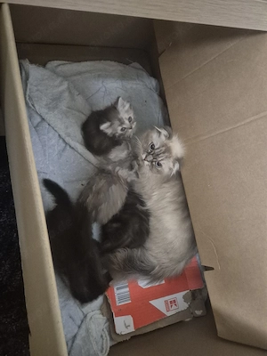  Katzenbabys (2 Monate) mit Mama suchen liebevolles Zuhause