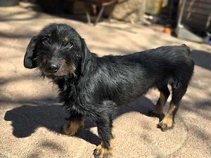 Kleine Lily möchte sich wieder eng binden - Deutschlandweite Vermittlung - 