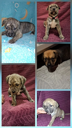 American Bully-mix Welpen