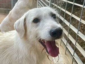 Lieber, verspielter Hund sucht ein neues Zuhause