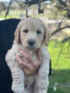 Wunderschöne Groodle (Goldendoodle) Welpen    