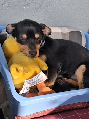 Chihuahua welpe 4  monate
