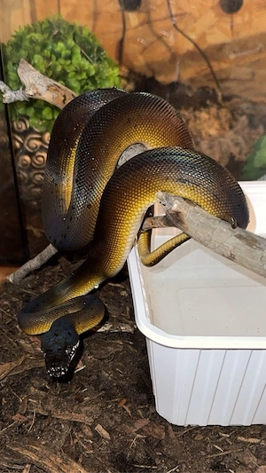 Leiopython albertisii (Weißlippenpython) Bild 2