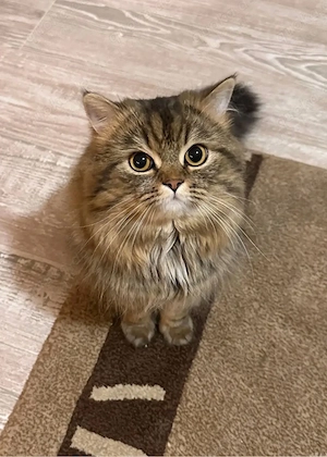 Süßer Perserkater sucht ein neues Zuhause