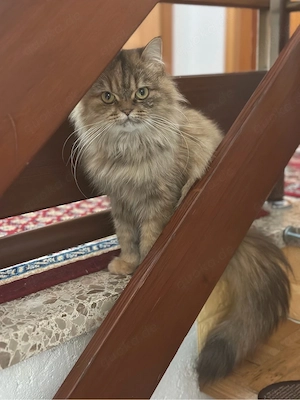 Süße Perserkatze sucht ein liebevolles Zuhause