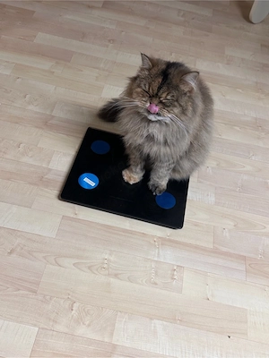 Perserkatze