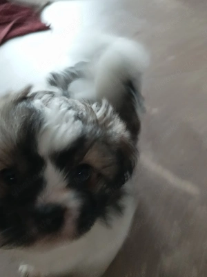 Tibet Spaniel Mädchen 