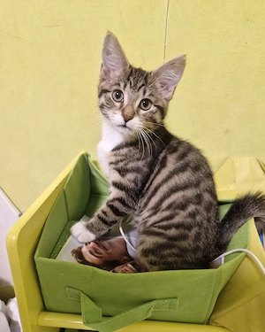 tabby getigerter kitten