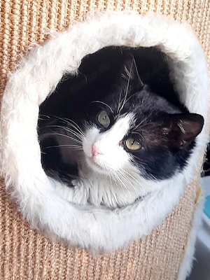 Tomik, 1 Jahr alt, sucht ein liebevolles Zuhause.