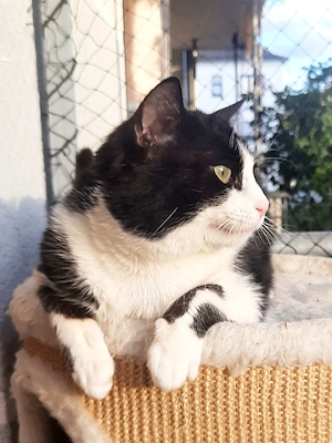 Tomik, 1 Jahr alt, sucht ein liebevolles Zuhause.