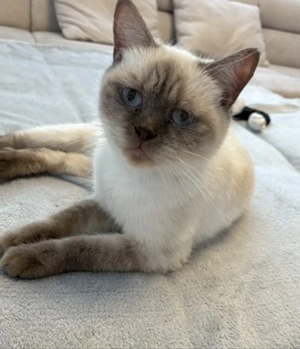 BKH Lilac Point Katze 