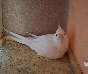 nymphensittich! Hann