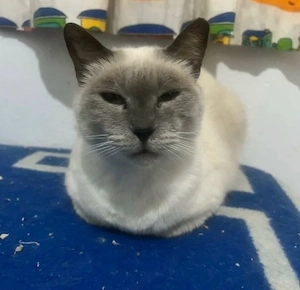 siamkatze sucht zuhause 