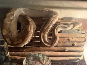 königspython männlich!