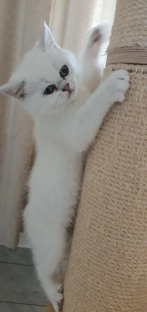 BKH Kitten mit blauen Augen 