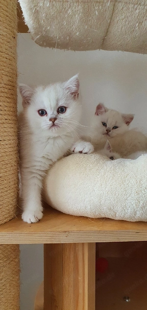 BKH Kitten mit blauen Augen 