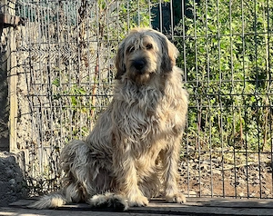 Hummel summt sich in dein Herz