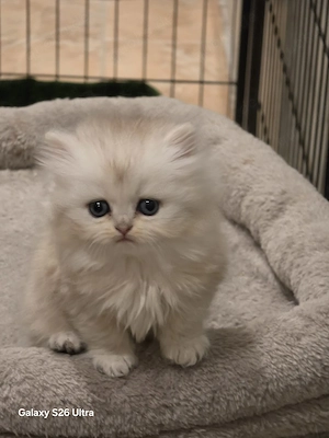 reinrassige blh Kätzchen mit blauen Augen geboren 1.03.26 