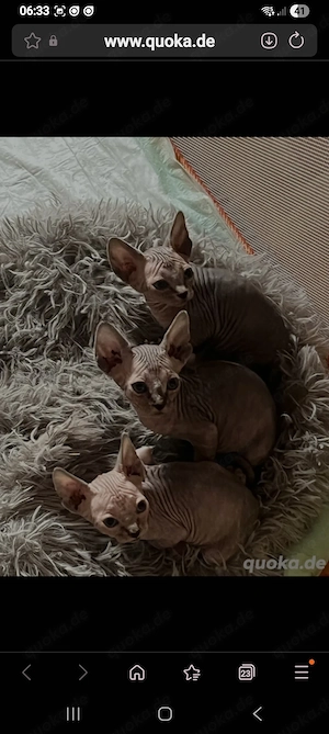 Letzte Sphynx-Kitten (weibl.)