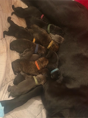  cane corso presa canario welpen 