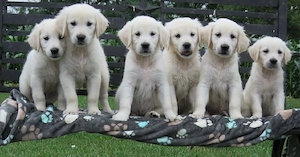    Bezaubernde Golden-Retriever-Welpen   Suchen ein liebevolles Zuhause!   