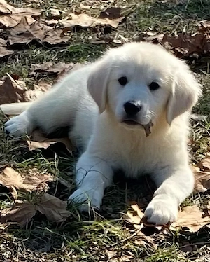    Bezaubernde Golden-Retriever-Welpen   Suchen ein liebevolles Zuhause!   