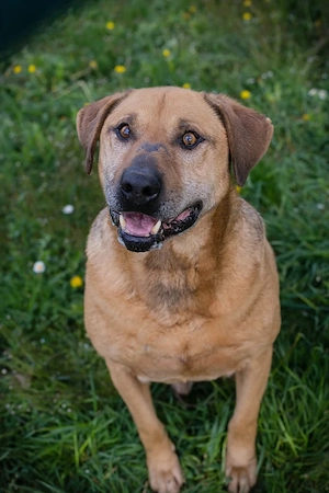*QUINCY* - groß, stark und verspielt aber auch ruhig, ausgeglichen und abwartend 