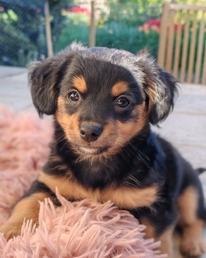 Süße Mäuse suchen Dosenöffner 