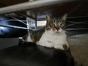 Verschmuster Tito möchte umziehen