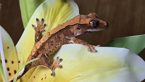 Kronengecko 0.0.1 Poss. Weibchen