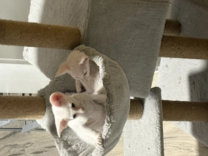 Orientalisch Kurzhaar OKH Jungs 12 Wochen alt Suchen ein neues zu Hause