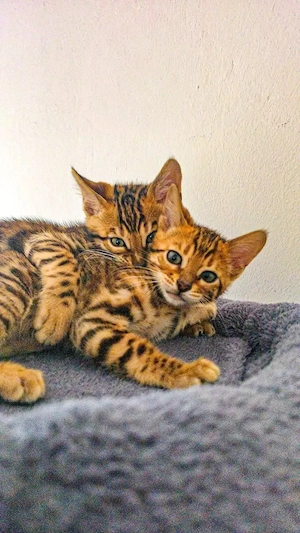 Bengal Kitten brown spotted mit Stammbaum 