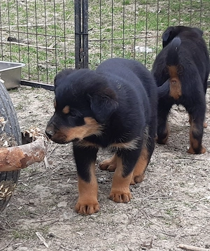 Rottweiler Mix Welpen 