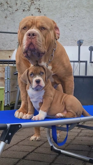 American Bully Welpe 