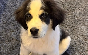 Lennart sucht ein neues Zuhause