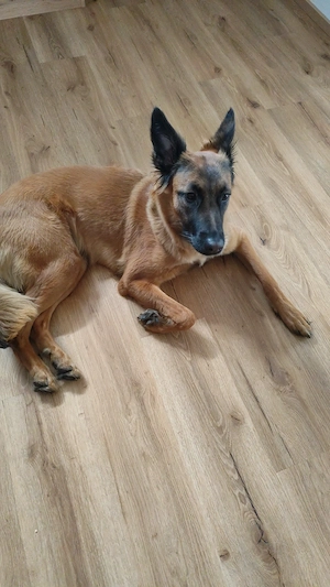 Belgischer-schäferhund weiblich sucht neues Zuhause 