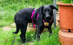 Zuhause gesucht für Kanya