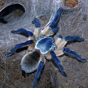 Monocentropus balfouri "Blaue Jemen Vogelspinnen"
