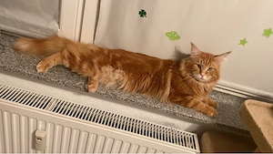 deckkater reinrasse maine coon