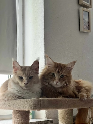 deckkater reinrasse maine coon