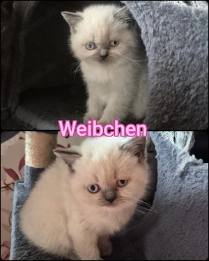 Bkh - Blh Mix Kitten