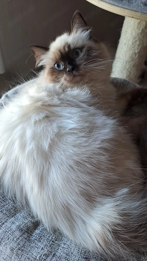 Neva masquerade sibirische weiblich Katze