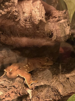 Diese Woche Angebot - Kronengecko Rot 1.0 Bild 3