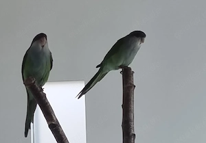 Aymarasittiche zu verkaufen 