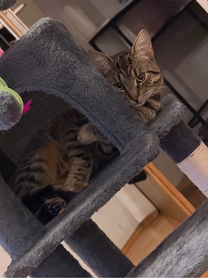 Kater sucht neues liebevolles zuhause 