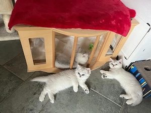  BKH Kitten mit Stammbaum!