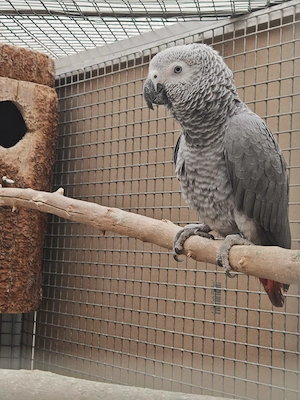 Graupapageien Hahn oder Paar 